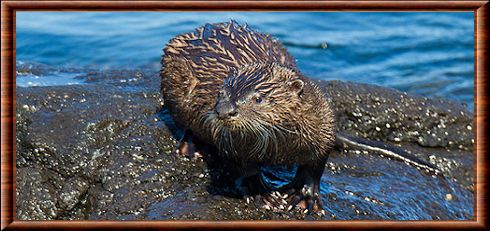 North American river otter