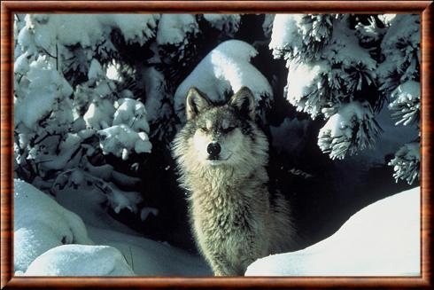 Northern Rocky Mountain wolf