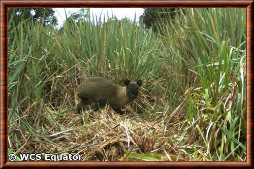 Northern pudu (Pudu mephistophiles)