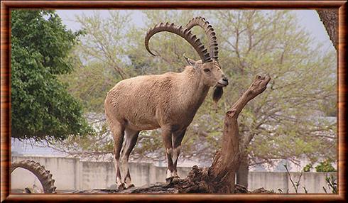 Nubian ibex