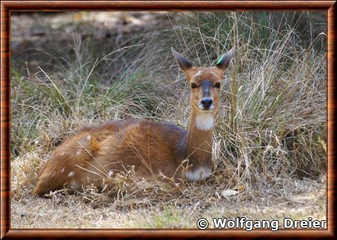 Nyala de montagne femelle zoo de johannesburg