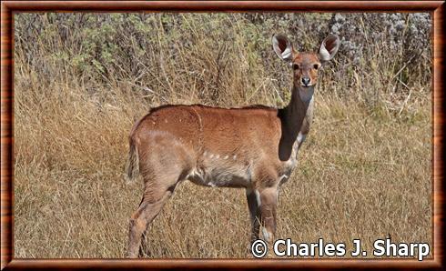 Nyala de montagne juvenile