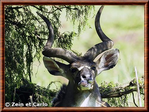Portrait du nyala de montagne Nyala de montagne portrait