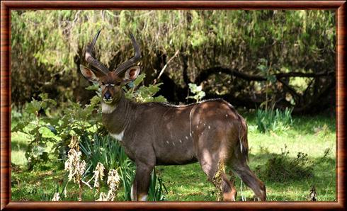 Nyala de montagne (Tragelaphus buxtoni)