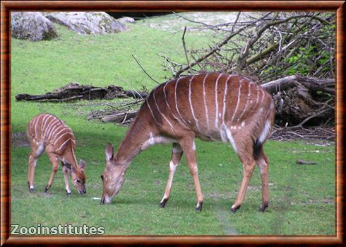 Nyala femelle et son petit.jpg