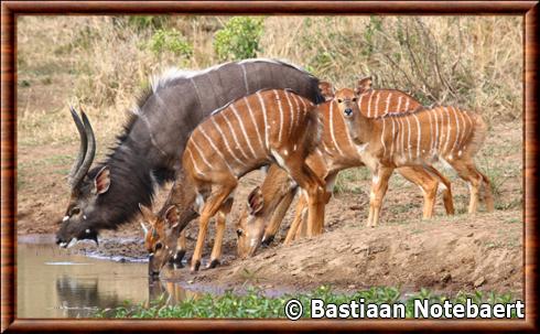 Nyala KwaZulu-Natal