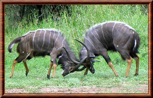 Nyala male au Malawi