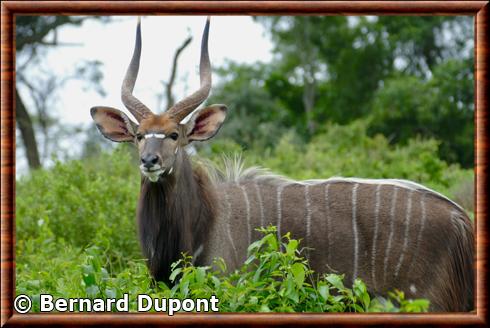 Nyala male