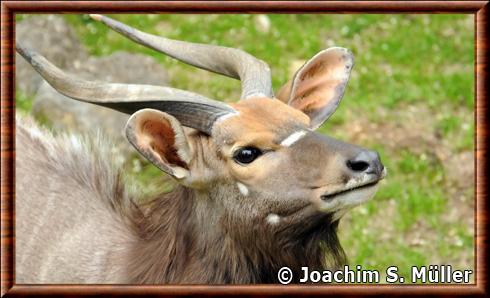 Nyala portrait