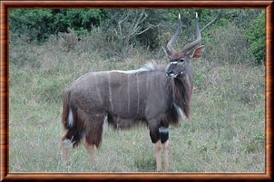 Nyala (Tragelaphus angasii)