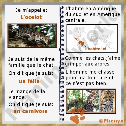 Ocelot fiche enfants