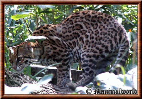 Ocelot (Leopardus pardalis)