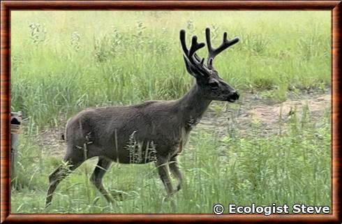 Cerf mulet de Californie (Odocoileus hemionus californicus)