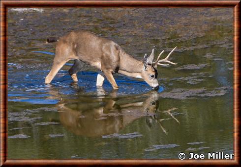 Cerf mulet de Colombie (Odocoileus hemionus columbianus)