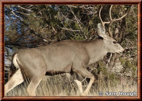 Cerf de Burro (Odocoileus hemionus eremicus)