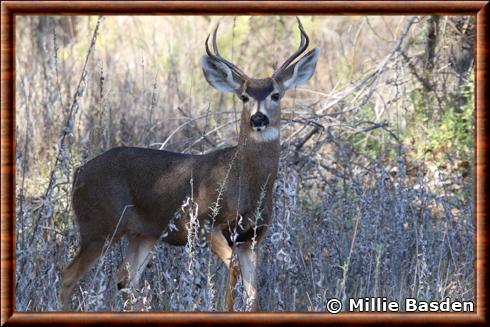 Cerf mulet du Sud (Odocoileus hemionus fuliginatus)