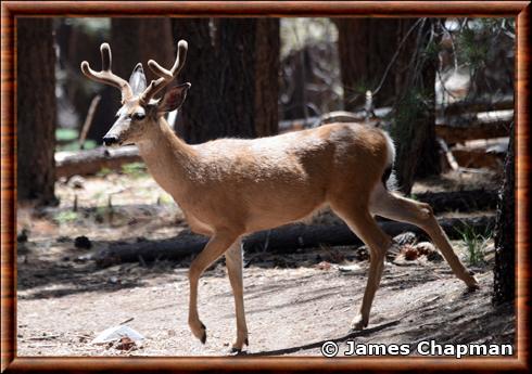 Cerf mulet Inyo (Odocoileus hemionus inyoensis)