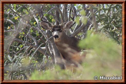 Cerf mulet peninsulaire (Odocoileus hemionus peninsulae)