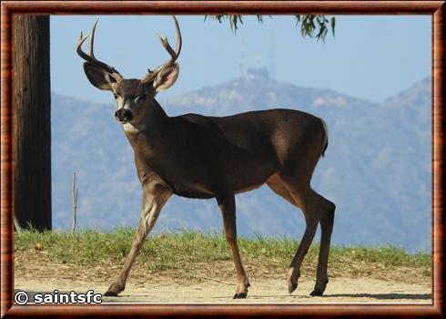 Odocoileus hemionus