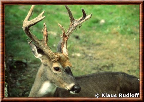 Cerf de Virginie du Nord (Odocoileus virginianus borealis)