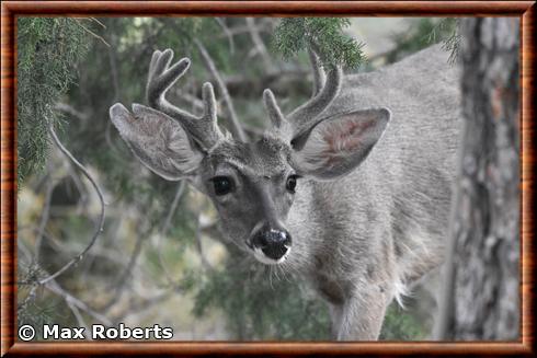 Cerf de Virginie d'Arizona (Odocoileus virginianus couesi)