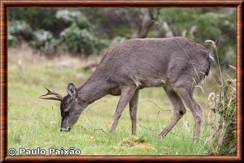 Cerf de Virginie de Goudot (Odocoileus virginianus goudotii)