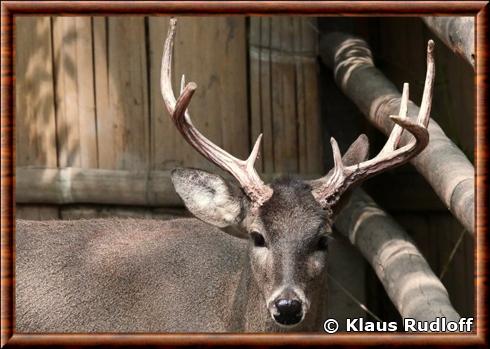 Cerf de Virginie des Andes (Odocoileus virginianus peruvianus)