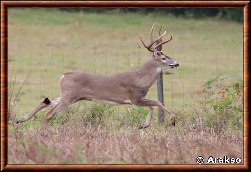 Cerf de Virginie de Floride (Odocoileus virginianus seminolus)