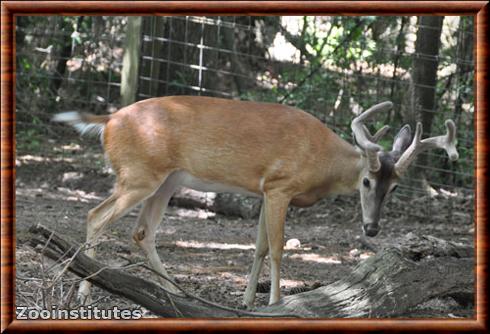 Cerf de Virginie du Texas (Odocoileus virginianus texanus)