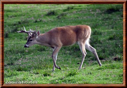 Odocoileus virginianus