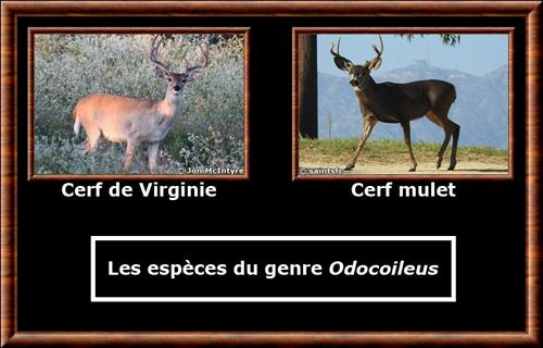 Odocoileus