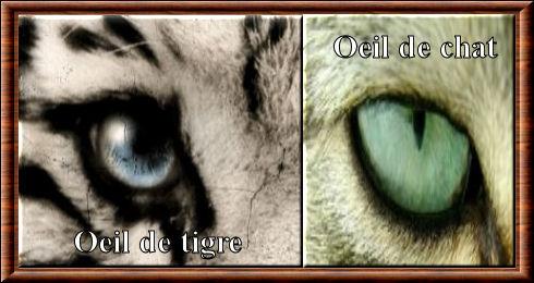 Oeil de felins