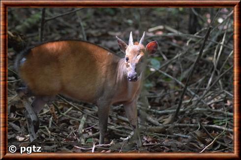 Ogilby's duiker