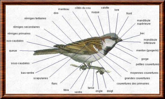 Oiseau anatomie externe