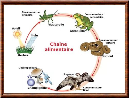 Oiseau chaine alimentaire