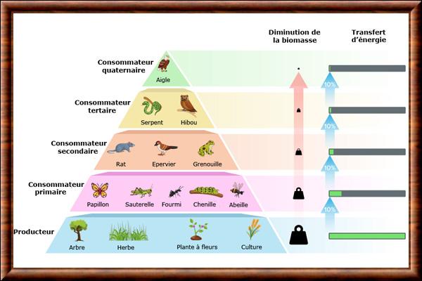 Oiseau niveaux trophiques