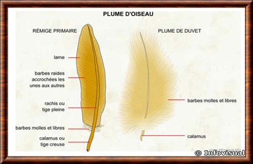 oiseau plume