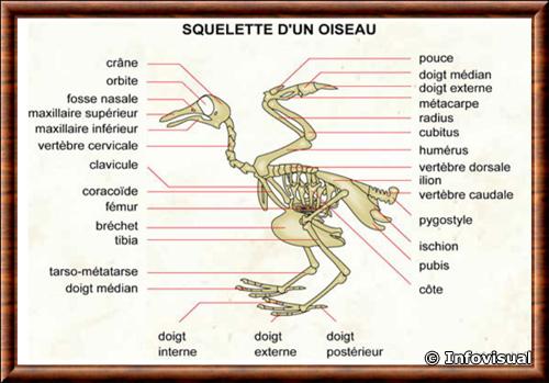 Oiseau squelette