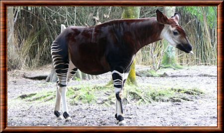 Okapi (Okapia johnstoni)