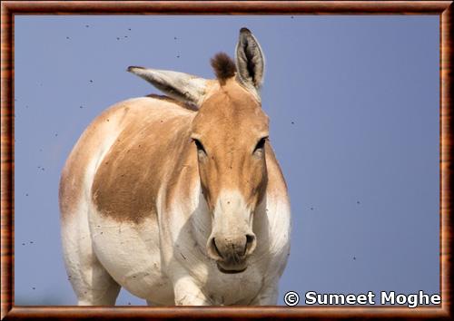 Onagre d Inde portrait