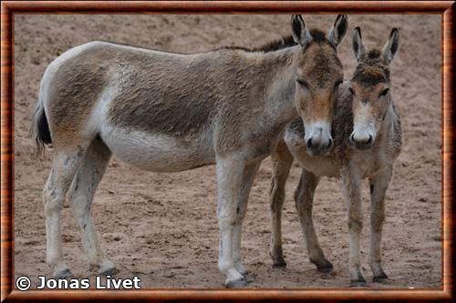 Onagre de Perse zoo de Chester