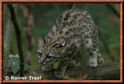 Oncille du Sud (Leopardus guttulus)