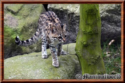 Oncille du Nord (Leopardus tigrinus)