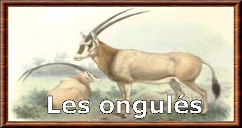 Ongulés