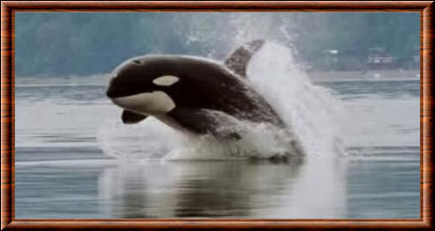 Orcinus orca