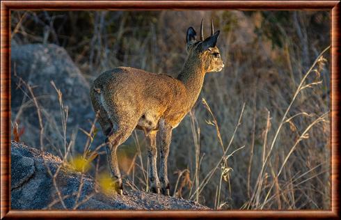 Oreotrague femelle kruger