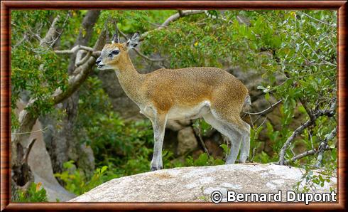 Oreotrague male Kruger