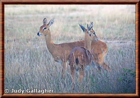 Oribi