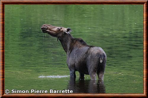 Orignal femelle parc national de la Jacques Cartier