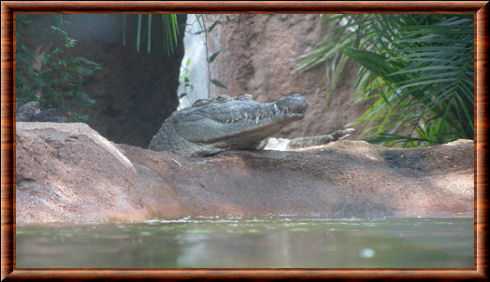 Orinoco crocodile